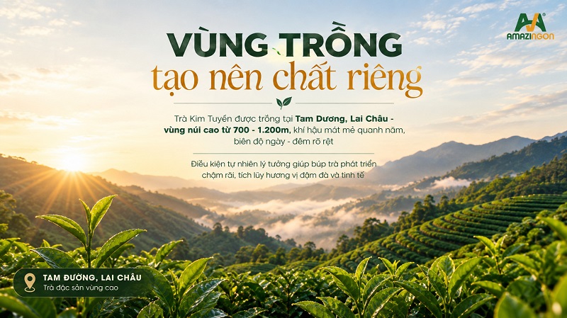 Từ vùng trà Tam Đường đến từng búp Hồng Trà Kim Tuyên