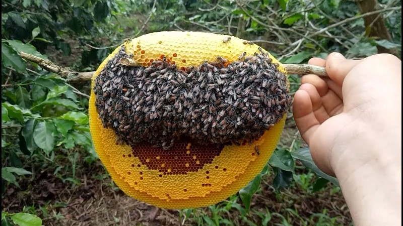 Mật ong ruồi thiên nhiên nguyên chất Mật ong ruồi thiên nhiên nguyên chất