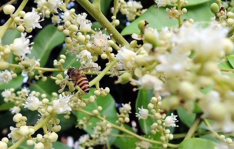 Mật ong hoa nào tốt nhất?