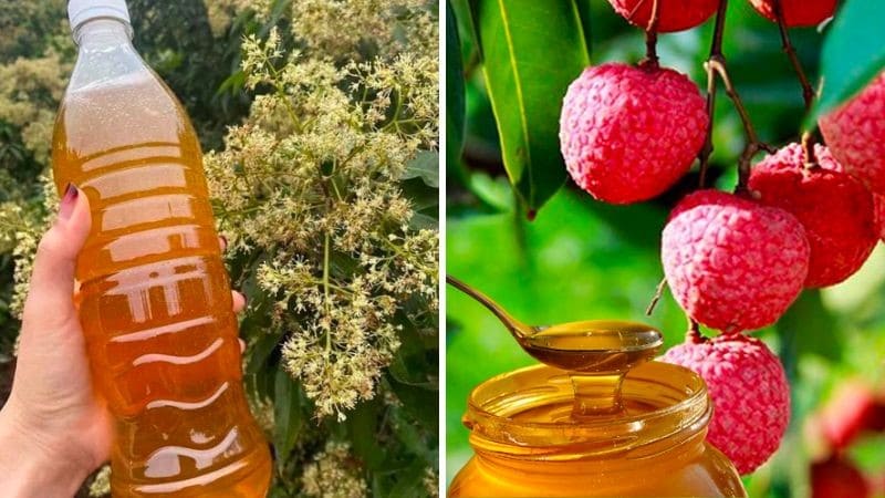 Mật ong hoa vải có màu vàng sáng hơn, thuộc nhóm mật ong hoa nào tốt nhất