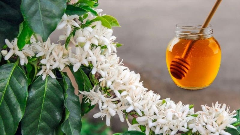 Mật ong hoa cà phê thường có màu nâu đậm