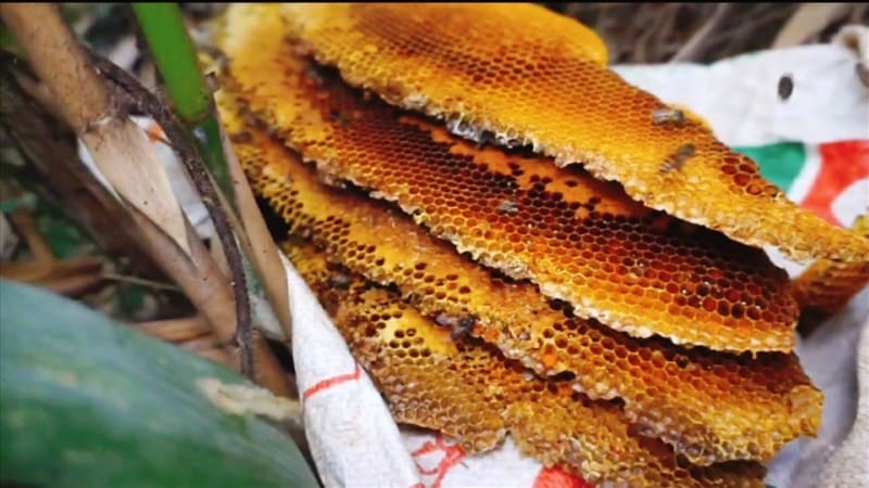 Mật ong rừng nguyên sinh
