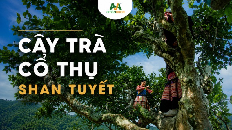 Cây trà cổ thụ shan tuyết vùng núi cao phía Bắc Việt Nam