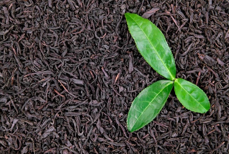 Hồng trà Assam - Dòng hồng trà xuất xứ từ Ấn Độ