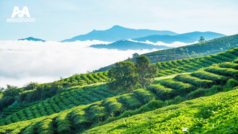 Vùng trồng trà Việt Nam với điều kiện khí hậu và thổ nhưỡng đặc trưng Vùng trồng trà Việt Nam với điều kiện khí hậu và thổ nhưỡng đặc trưng