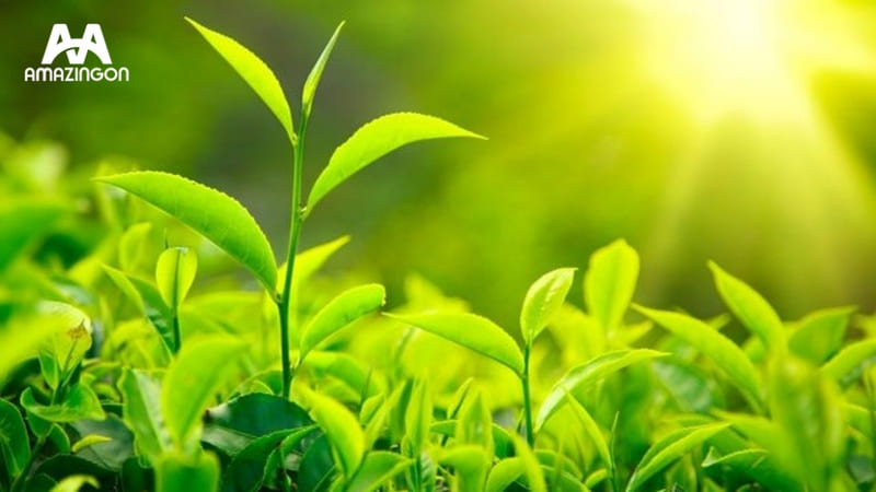 Giống trà và độ tuổi quyết định tiềm năng của nước trà sau khi pha Lá trà được tuyển chọn theo giống và độ tuổi cây trà