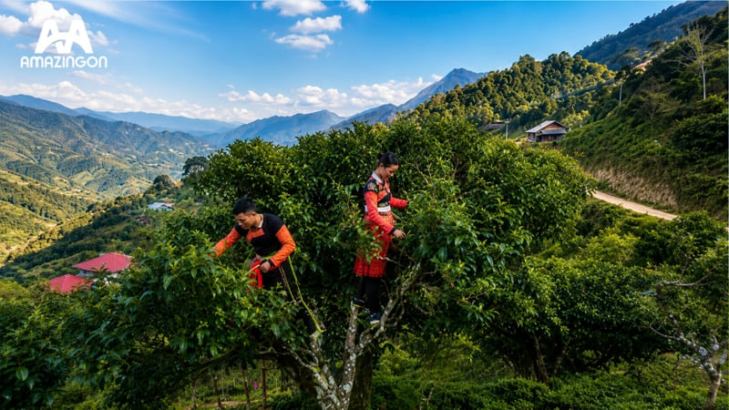 Trà Shan Tuyết cổ thụ một trong những dòng trà đặc sản của vùng núi phía Bắc Việt Nam Trà Shan Tuyết cổ thụ từ vùng núi cao phía Bắc Việt Nam