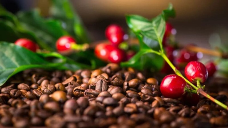 Cafe hữu cơ là gì và tại sao ngày càng nhiều người chọn loại cà phê này? Cafe hữu cơ là gì và tại sao ngày càng nhiều người chọn loại cà phê này?