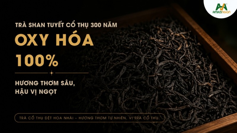 Chè shan tuyết cổ thụ Phình Hồ - Yên Bái Chè shan tuyết cổ thụ Phình Hồ - Yên Bái