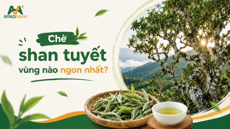 chè shan tuyết vùng nào ngon nhất