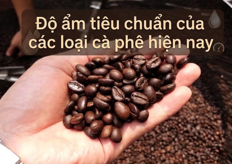 Độ ẩm tiêu chuẩn của các loại cà phê hiện nay Độ ẩm tiêu chuẩn của các loại cà phê hiện nay