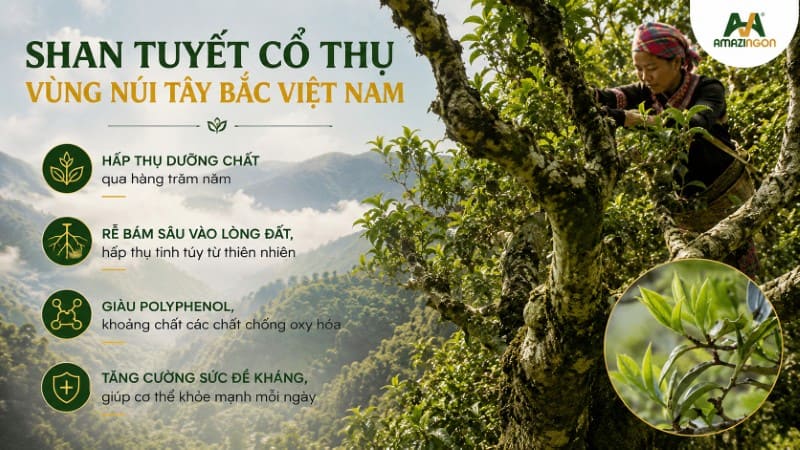 Cây cổ thụ Shan Tuyết từ vùng núi Tây Bắc Việt Nam
