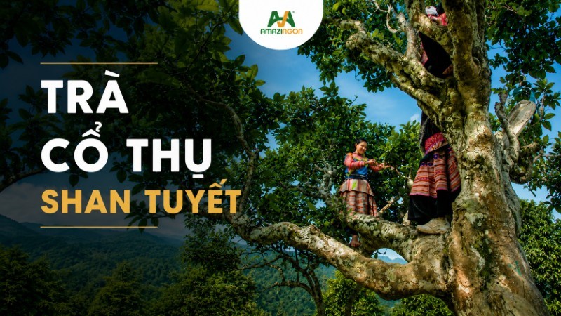 Shan tuyết cổ thụ Phình Hồ - Yên Bái Shan tuyết cổ thụ Phình Hồ - Yên Bái
