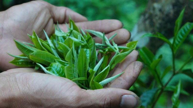 Tiêu chuẩn hái trà 1 tôm 1 lá thủ công Tiêu chuẩn hái trà 1 tôm 1 lá thủ công