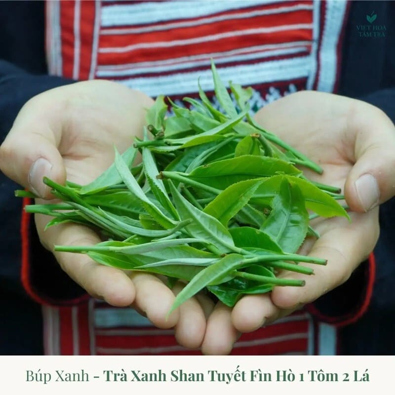 Búp trà xanh shan tuyết 1 tôm 1 lá Búp trà xanh shan tuyết 1 tôm 1 lá