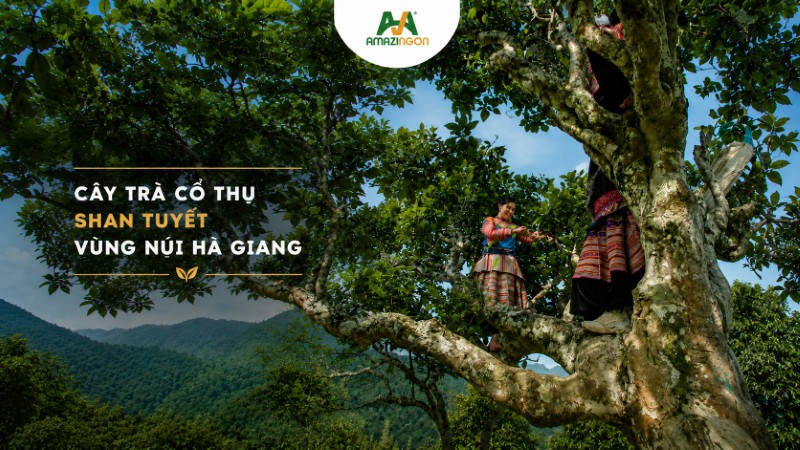 Cây trà cổ thụ shan tuyết vùng núi Hà Giang 