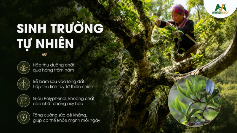 Đặc điểm sinh trưởng đặc trưng của cây trà cổ thụ shan tuyết