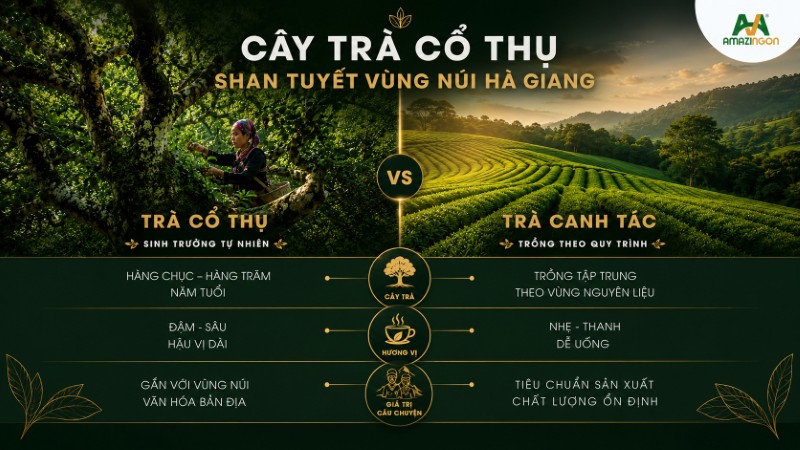 So sánh cây trà cổ thụ và trà canh tác công nghiệp 