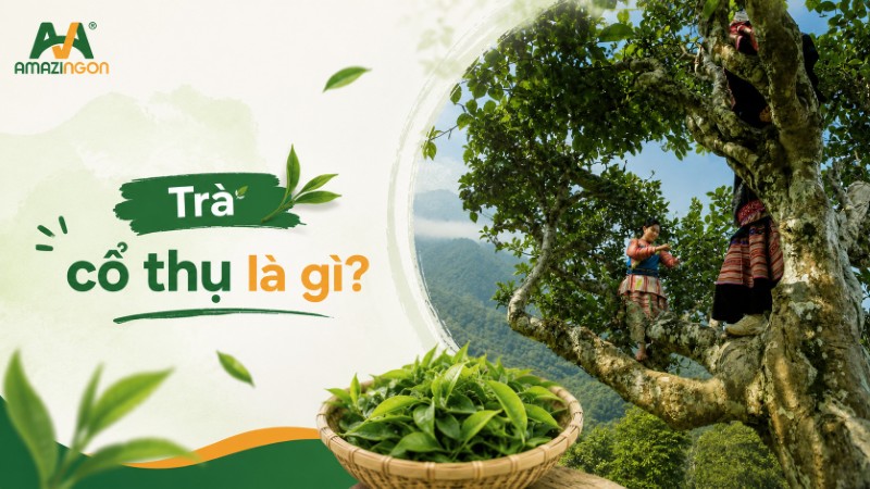 trà cổ thụ