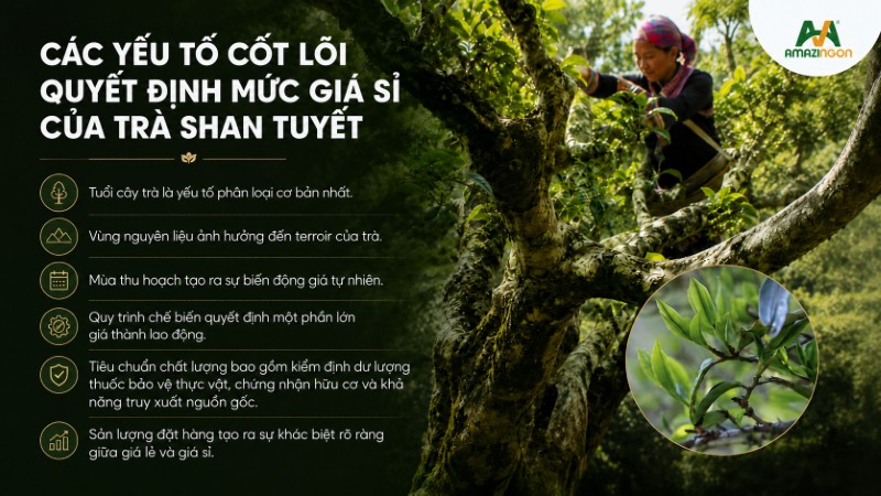 Các yếu tố cốt lõi quyết định mức giá sỉ của trà shan tuyết Các yếu tố cốt lõi quyết định mức giá sỉ của trà shan tuyết