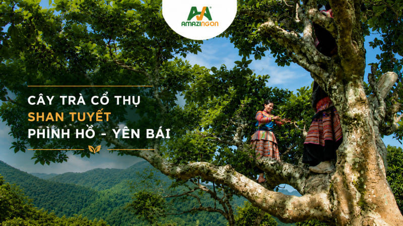 Cây trà shan tuyết cổ thụ vùng Phình Hồ - Yên Bái Việt Nam