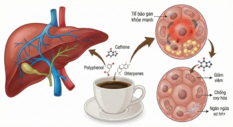 Cà phê có thể hỗ trợ bảo vệ chức năng gan theo nhiều nghiên cứu dịch tễ học 