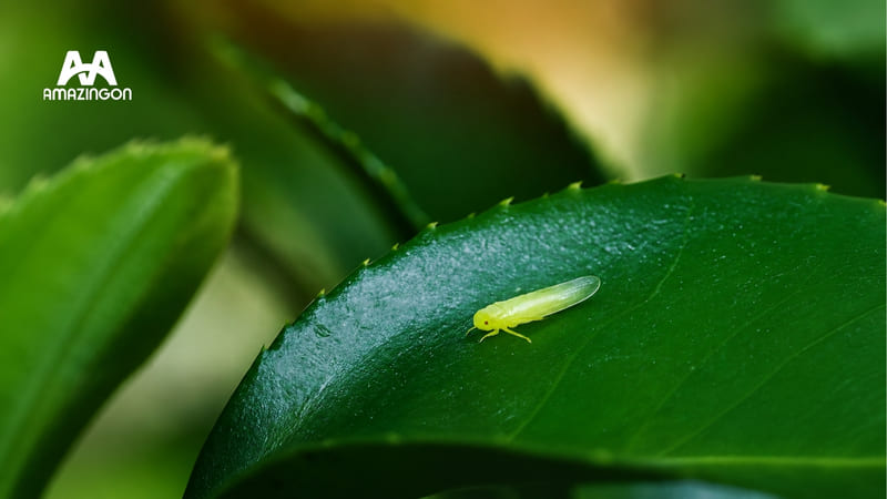 Lá hồng trà Kim Tuyên thu hoạch từ vùng Tam Đường, Lai Châu Lá hồng trà Kim Tuyên thu hoạch từ vùng Tam Đường, Lai Châu