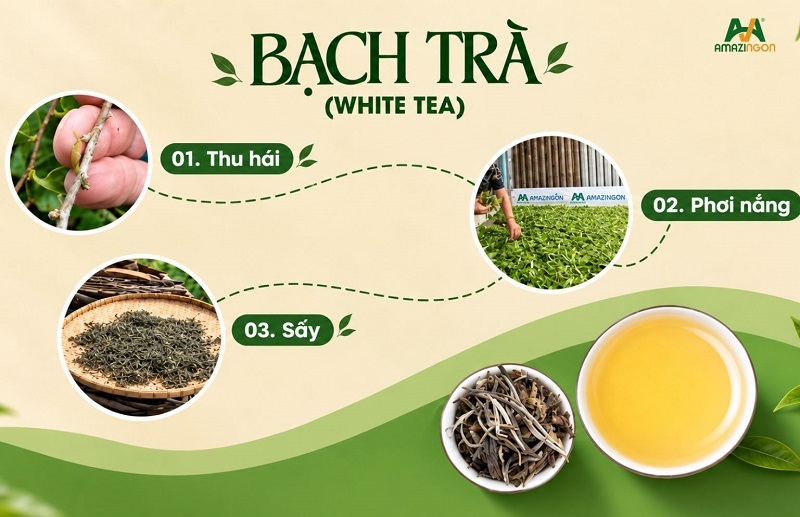 Bạch trà được chế biến như thế nào?