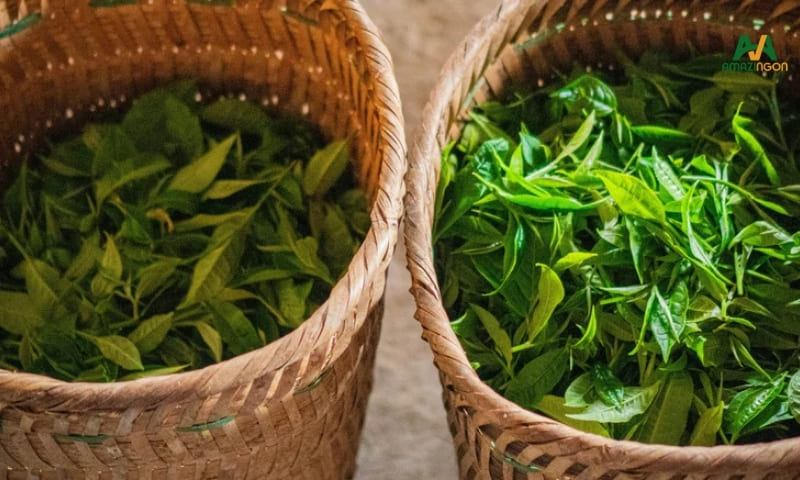 Chè shan tuyết cổ thụ tại Bản Liền, Bắc Hà, Lào Cai Chè shan tuyết cổ thụ tại Bản Liền, Bắc Hà, Lào Cai