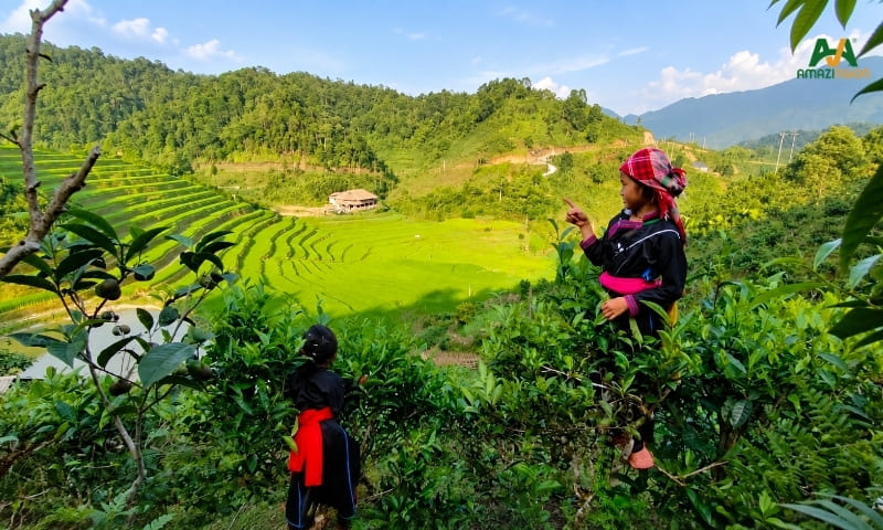 Vùng chè Bản Liền thuộc huyện Bắc Hà, Lào Cai Vùng chè Bản Liền thuộc huyện Bắc Hà, Lào Cai