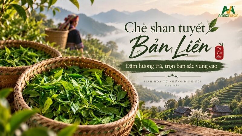 Chè shan tuyết Bản Liền